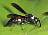 Four-toothed Mason Wasp - Monobia quadridens 
