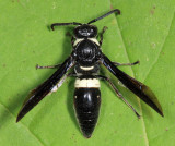 Four-toothed Mason Wasp - Monobia quadridens 