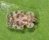 Corythucha sp.