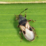 Hairy Chinch Bug - Blissus leucopterus