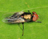 Physiphora alceae