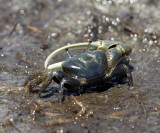Atlantic Marsh Fiddler Crab - Uca pugnax