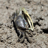 Atlantic Marsh Fiddler Crab - Uca pugnax