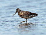 Short-billed Dowitcher - Limnodromus griseus