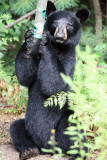 Black Bear - Ursus americanus