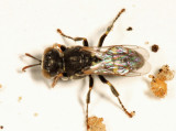 Oxybelus sericeus