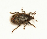 Toadflax Seedhead Weevil - Rhinusa antirrhini