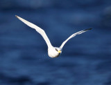 Red-billed Tropicbird - Phaethon aethereus