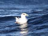 Red-billed Tropicbird - Phaethon aethereus