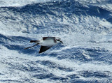 White-faced Storm-petrel - Pelagodroma marina