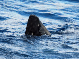 Whale Shark - Rhincodon typus