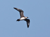 Parasitic Jaeger - Stercorarius parasiticus