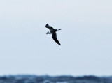 Black-capped Petrel - Pterodroma hasitata