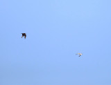 Red-billed Tropicbird being chased by a Pomerine Jaeger