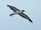 Cory's Shearwater - Calonectris diomedea