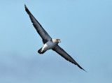 Corys Shearwater - Calonectris diomedea