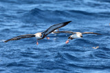 Great Shearwater - Puffinus gravis