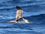 Great Shearwater - Puffinus gravis