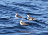 Red-necked Phalarope - Phalaropus lobatus