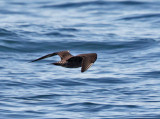 Long-tailed Jaeger - Stercorarius longicaudus