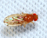 Drosophila quinaria 