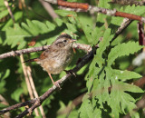 Swamp Sparrow - Melospiza georgiana