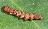 6835 - Scallop Moth - Cepphis armataria