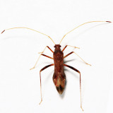 Paraxenetus guttulatus