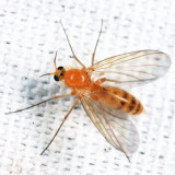 Mycetophilidae