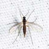 Sciaridae