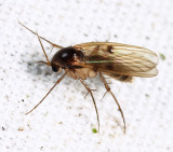 Mycetophilidae
