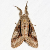 8302 - Streaked Tussock Moth - Dasychira obliquata