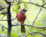 Northern Cardinal - Cardinalis cardinalis (immature male)
