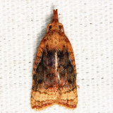 3732 - Black-shaded Platynota - Platynota flavedana