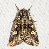 10292 - Hitched Arches - Melanchra adjuncta