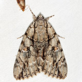 8788 - Yellow-gray Underwing - Catocala retecta