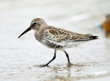 Dunlin - Calidris alpina