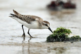 Semipalmated Sandpiper - Calidris pusilla