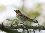 Swainsons Thrush - Catharus ustulatus 