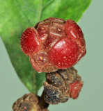 Lobed Oak Gall Wasp - Andricus quercusstrobilanus