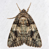 8801 - Ilia Underwing - Catocala ilia