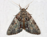 8795 - Oldwife Underwing - Catocala palaeogama