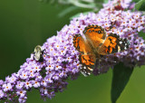 American Lady - Vanessa virginiensis