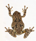 Gray Tree Frog - Hyla versicolor