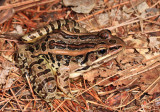 Pickerel Frog - Lithobates palustris