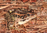 Pickerel Frog - Rana palustris