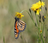 Monarch - Danaus plexippus