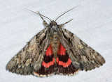 8851 - Scarlet Underwing - Catocala coccinata