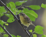 Pine Warbler - Setophaga pinus