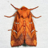 9482 - Osmunda Borer - Papaipema speciosissima